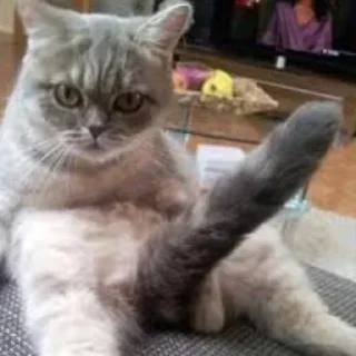 🍆