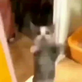 😼