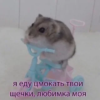 🐹