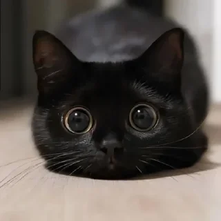 🤩