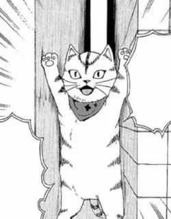 🙀