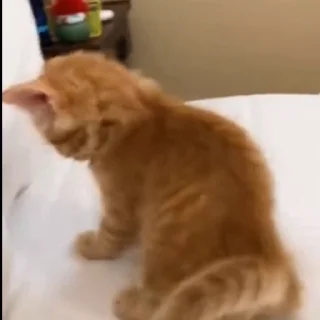 🐈