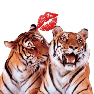 Tigers love