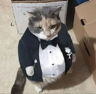 🐱