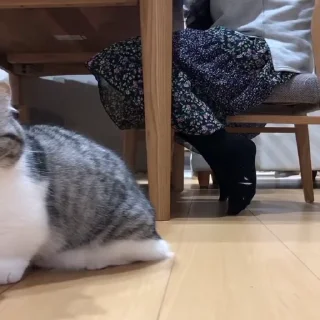 🙀