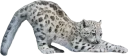 😼
