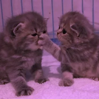 💜