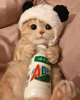 😼