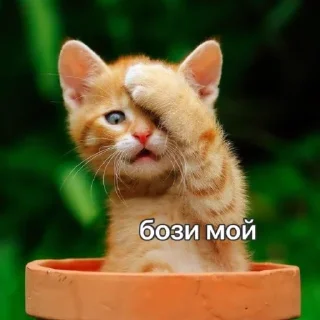 🐈