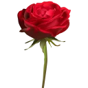 🌹