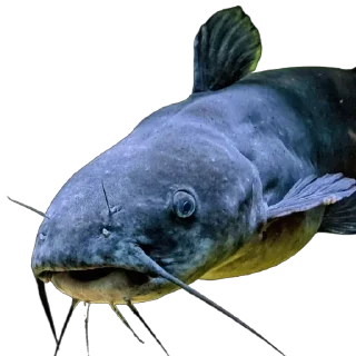 🦈