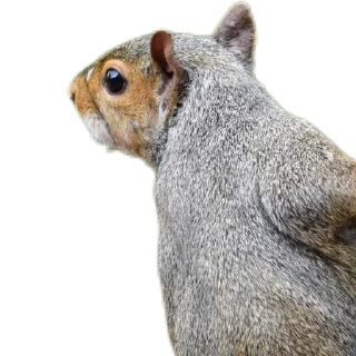 🐿️
