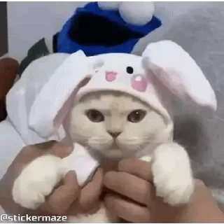 🐰