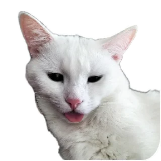 🐱