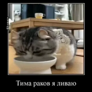 🐱