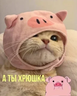 🐷