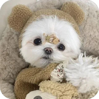 🐻