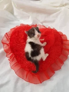 🐱