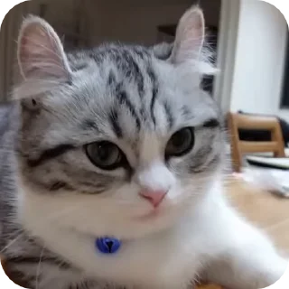 🌟