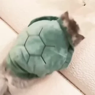 🐢