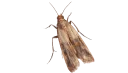🐛