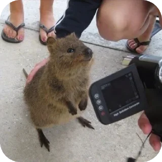 📸