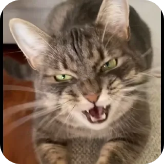 🐱