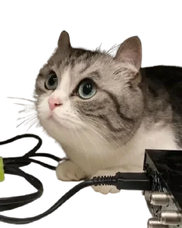 😺