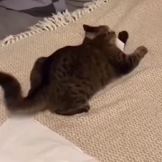 🐈