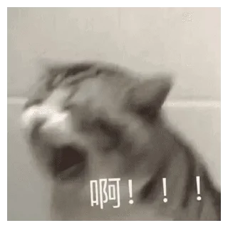 🐱