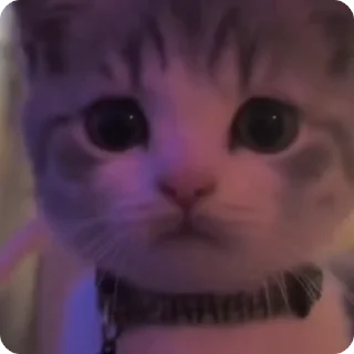 😼
