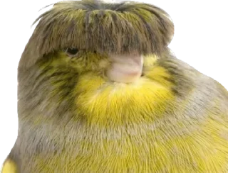 ✂️