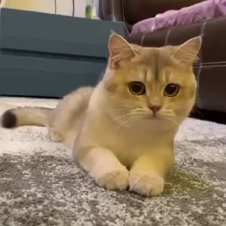 👅