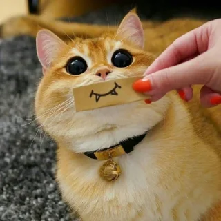 🐈