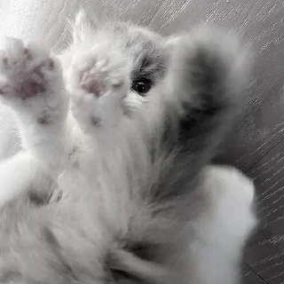 🤍