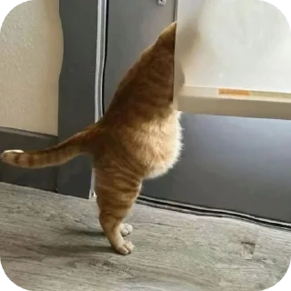 🐱
