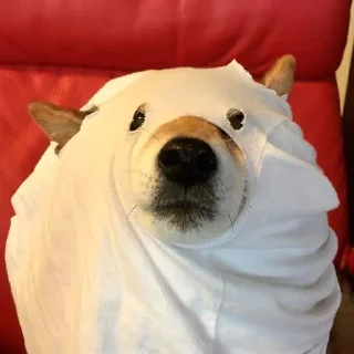 🐶