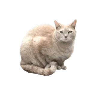 🐈