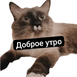 🐱