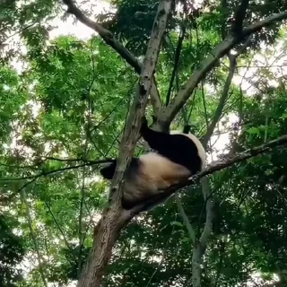 🐼