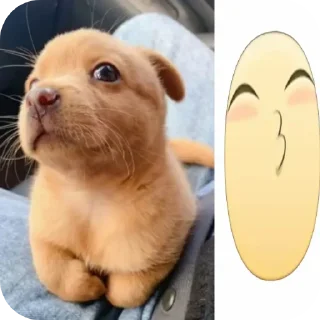 🐱