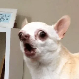 🐕