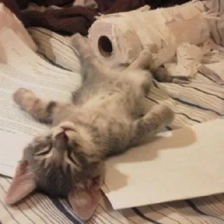 🐈