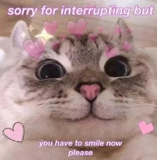 🐱