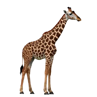 🦒