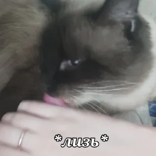 👅