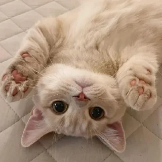 🐈