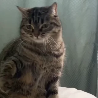 😡