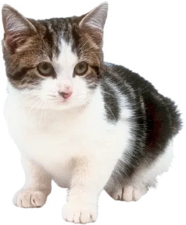 Cats 2 :: @fStikBot