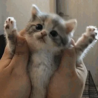 Funny Cats